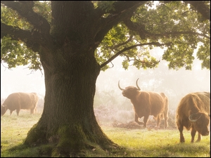 Krowy szkockiej rasy Highland pod drzewem na zamglonej łące