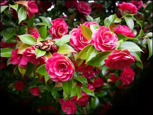 Kwiaty, Krzew, Różowe, Kamelia japońska, Liście