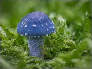 Niebieski grzyb wśród roślin