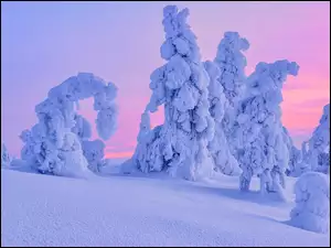 Zasypane śniegiem drzewa pod zabarwionym niebem