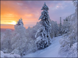 Ośnieżone, Zima, Wschód słońca, Zaspy, Drzewa, Śnieg