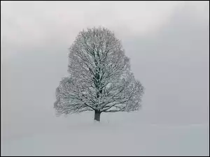 Śnieg, Ośnieżone, Drzewo, Zima