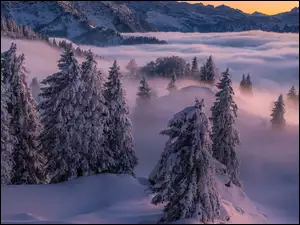Świerki, Mgła, Drzewa, Zima, Góry