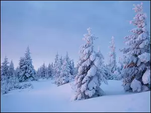 Ośnieżone świerki w śniegu
