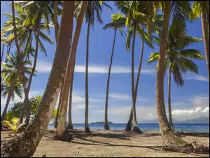 Palmy kokosowe na tropikalnej plaży