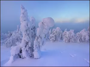 Ślady na śniegu wśród ośnieżonych świerków