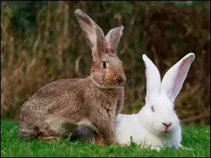 Szary i biały królik na trawie