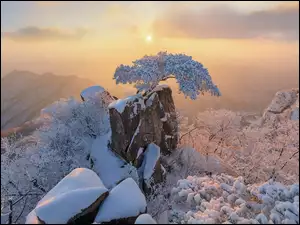 Korea Południowa, Sosna, Park Prowincjonalny Daedunsan, Drzewa, Wschód słońca, Zima, Skały, Góry, Ośnieżone, Prowincja Jeolla Północna