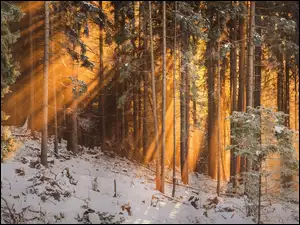 Promienie słońca wśród drzew w zimowym lesie