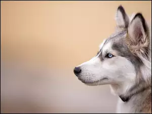 Profil, Pies, Siberian husky, Głowa