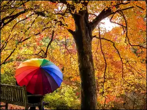 Ławka, Para, Parasolka, Jesień, Kolorowa, Drzewa