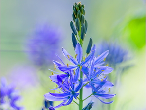 Kamasja, Niebieski, Kwiat