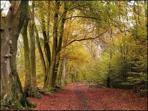 Ścieżka, Drzewa, Las, Jesień, Liście