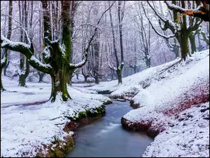 Strumyk, Park Narodowy Gorbea, Las, Kraj Basków, Zima, Rzeczka, Hiszpania, Drzewa
