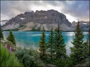 Góra Crowfoot Mountain, Bow Lake, Kwiaty, Drzewa, Alberta, Trawa, Jezioro, Kanada, Świerki, Góry, Park Narodowy Banff