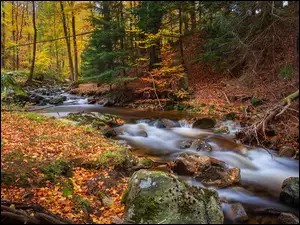 Zatoczka potoku w jesiennym lesie