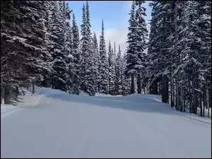 Droga, Las, Śnieg, Drzewa