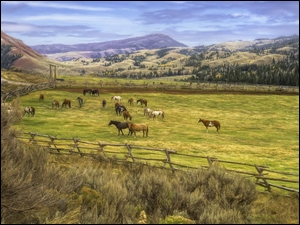 Hrabstwo Teton, Farma, Konie, Stan Wyoming, Pastwisko, Góry, Stany Zjednoczone, Red Hills Ranch