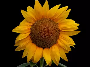 Kwiat słonecznika na ciemnym tle w zbliżeniu