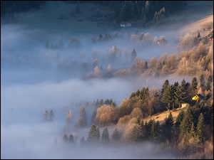 Mgła, Stok, Drzewa, Domy