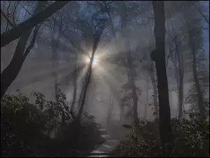 Zamglony ponury las w promieniach słońca