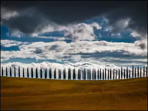 Chmury nad rzędem cyprysów na polu