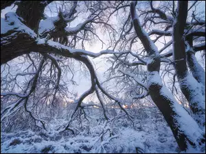 Drzewo, Ośnieżone, Śnieg, Zima, Gałęzie