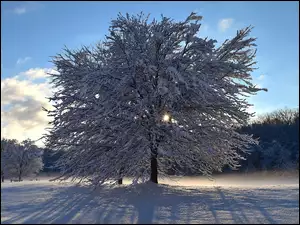 Cień rozłożystego drzewa na śniegu w parku