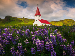 Mały kościółna polu łubinów we wsi Vikw Islandii