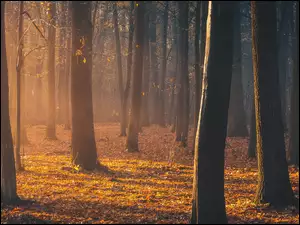 Zamglony las w promieniach jesiennego słońca
