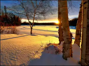 Rozświetlony blaskiem zachodzącego słońca śnieg i brzozy na polu