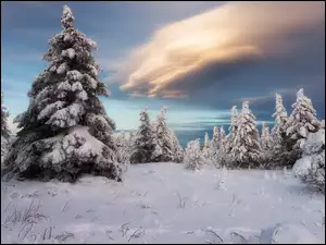 Drzewa, Chmury, Ośnieżone, Zima, Ciemne