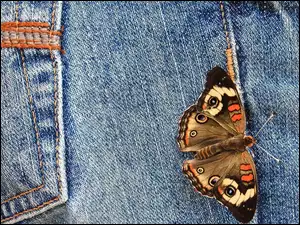 Motylek na spodniach dżinsowych
