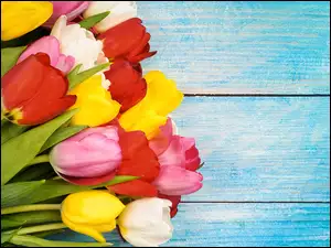 Kolorowe tulipany w bukiecie na niebieskich deskach