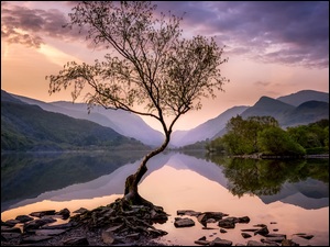 Góry, Wielka Brytania, Llyn Padarn, Drzewo, Walia, Park Narodowy Snowdonia, Kamienie, Jezioro