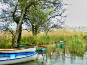 Łódki pod drzewami w szuwarach nad jeziorem