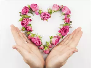 Serce z róż na dłoniach