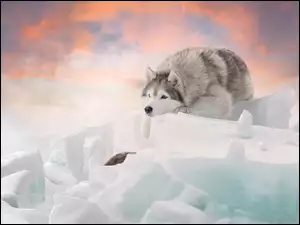 Siberian husky na lodzie