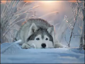 Pies, Mordka, Śnieg, Zima, Siberian husky