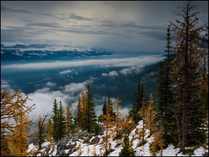 Mgła, Śnieg, Dolina, Góry, Drzewa