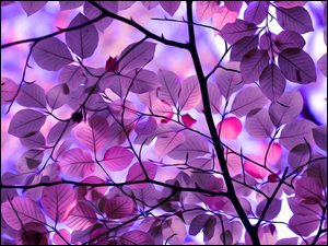 W grafice komputerowej drzewo z liśćmi fioletowymi