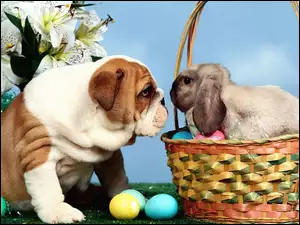 Wielkanoc, Buldog, Pies, Zajączek
