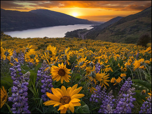 Zachód słońca, Columbia River Gorge, Łubin, Stany Zjednoczone, Łąka, Rezerwat przyrody, Rzeka Kolumbia, Balsamorhiza, Góry Kaskadowe, Żółte, Kwiaty, S