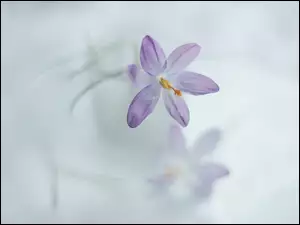 Rozmyte tło, Krokus, Kwiat