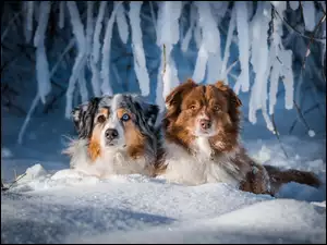 Dwa psy w śniegu