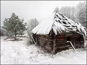 Śnieg, Zima, Drewniana, Domek, Drzewa, Szopa