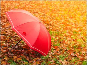 Rozłożona parasolka na trawniku z opadłymi pożółkłymi liśćmi