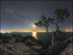 Sosna na skałach nad Morzem Czarnym pod rozgwieżdżonym niebem