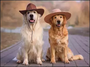 Dwa golden retriever w kapeluszu