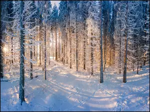 Drzewa, Las, Zima, Śnieg